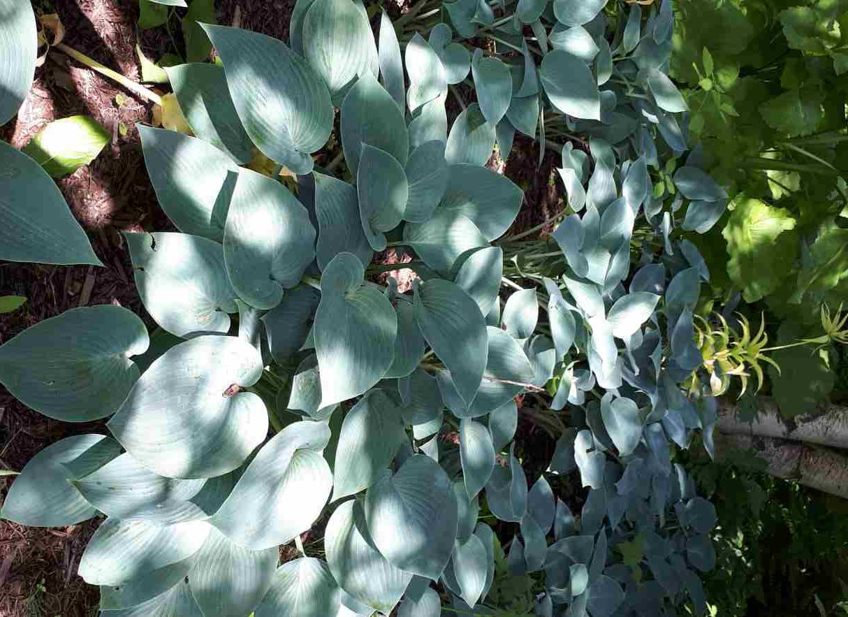 Hosta Halcyon