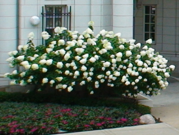 Hydrangée Lime Light – Image 2