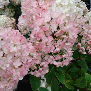 Hydrangée 'Straberry Sundae'