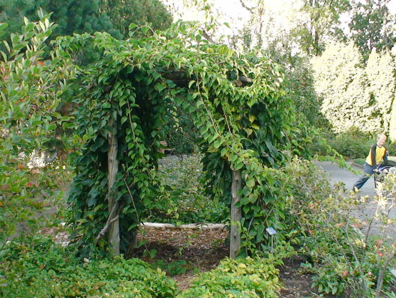 Kiwi – Image 3