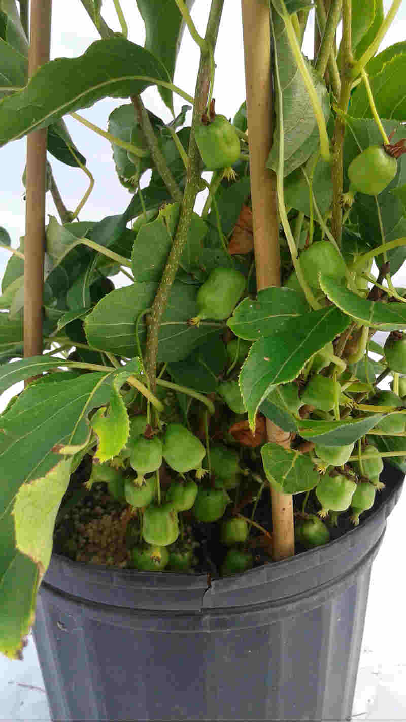 Kiwi – Image 2