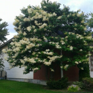 Lilas Japonais