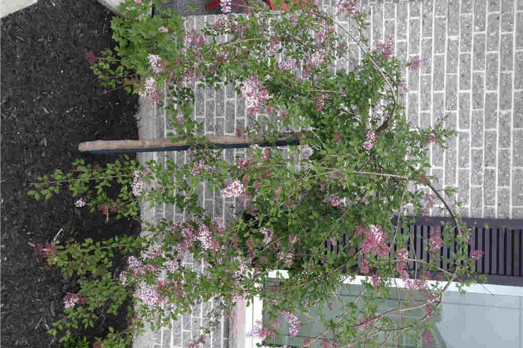 Lilas Juliana Hers sur tige – Image 2