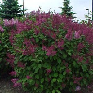 Lilas Miss Canada