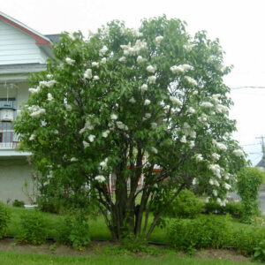 Lilas Mme Lemoine