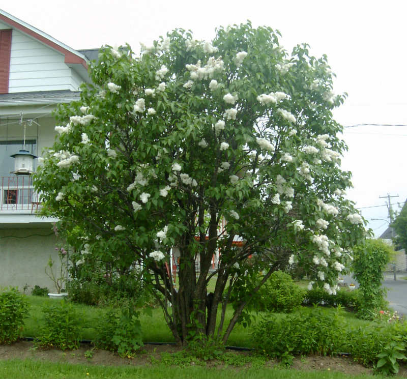 Lilas Mme Lemoine