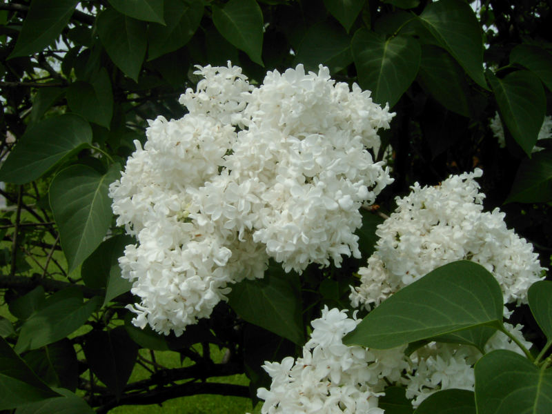 Lilas Mme Lemoine – Image 2