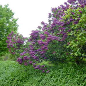 Lilas Monge
