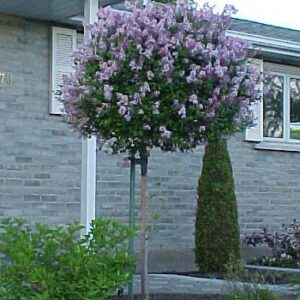 Lilas Palibin sur tige