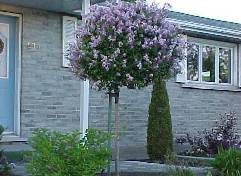 Lilas Palibin sur tige
