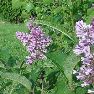 Lilas Royalty
