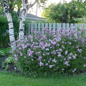 Lilas de Corée nain