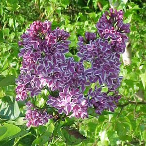 Lilas Sensation