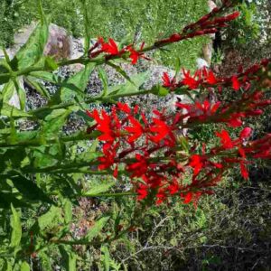 Lobélie Cardinale, Lobélia cardinalis, Cardinal flower