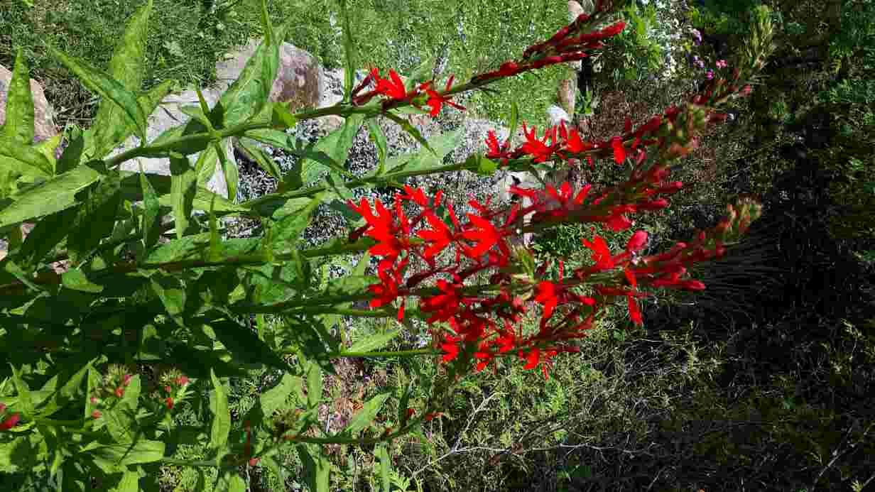 Lobélie Cardinale, Lobélia cardinalis, Cardinal flower