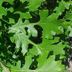 Chêne à gros fruits