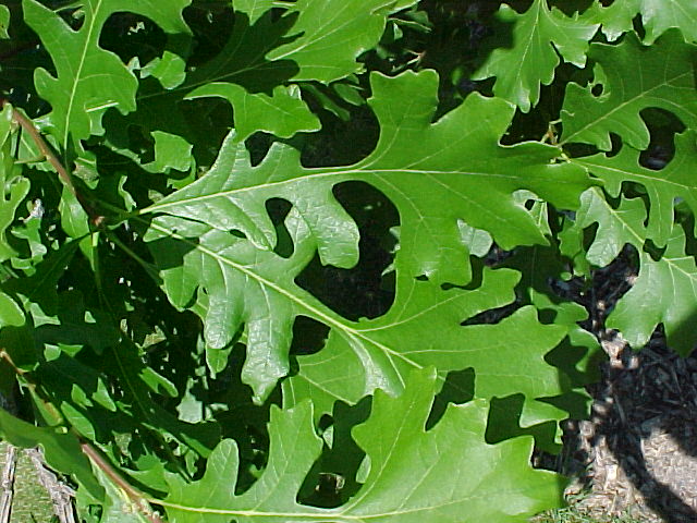 Chêne à gros fruits