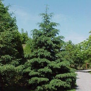 Épinette blanche