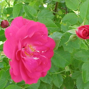 Rosier John Cabot