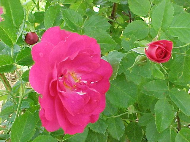 Rosier John Cabot