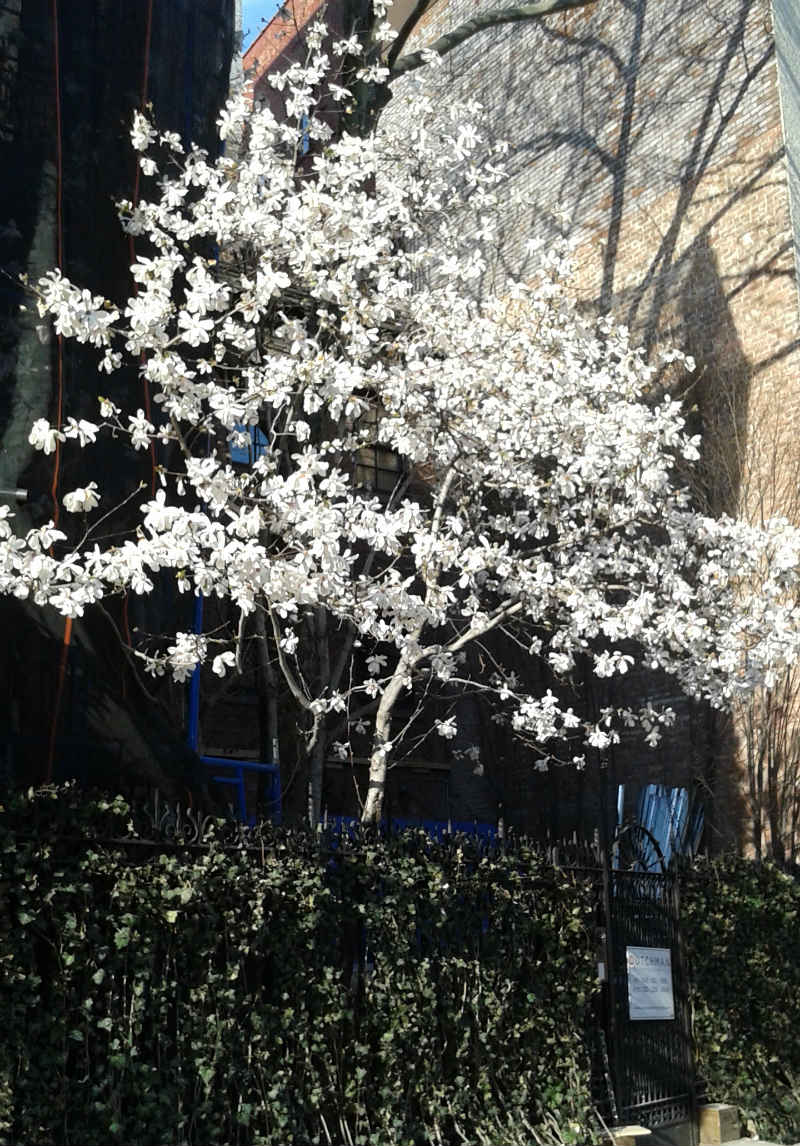 Magnolia Royal Star – Image 2