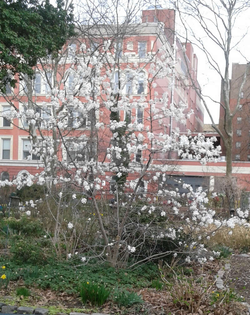 Magnolia Royal Star – Image 3