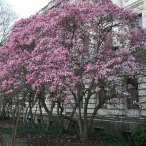 Magnolia Susan
