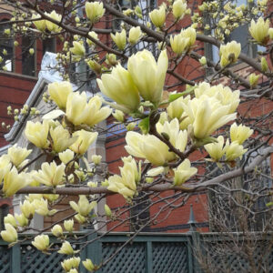 Magnolia étoilé Butterfly