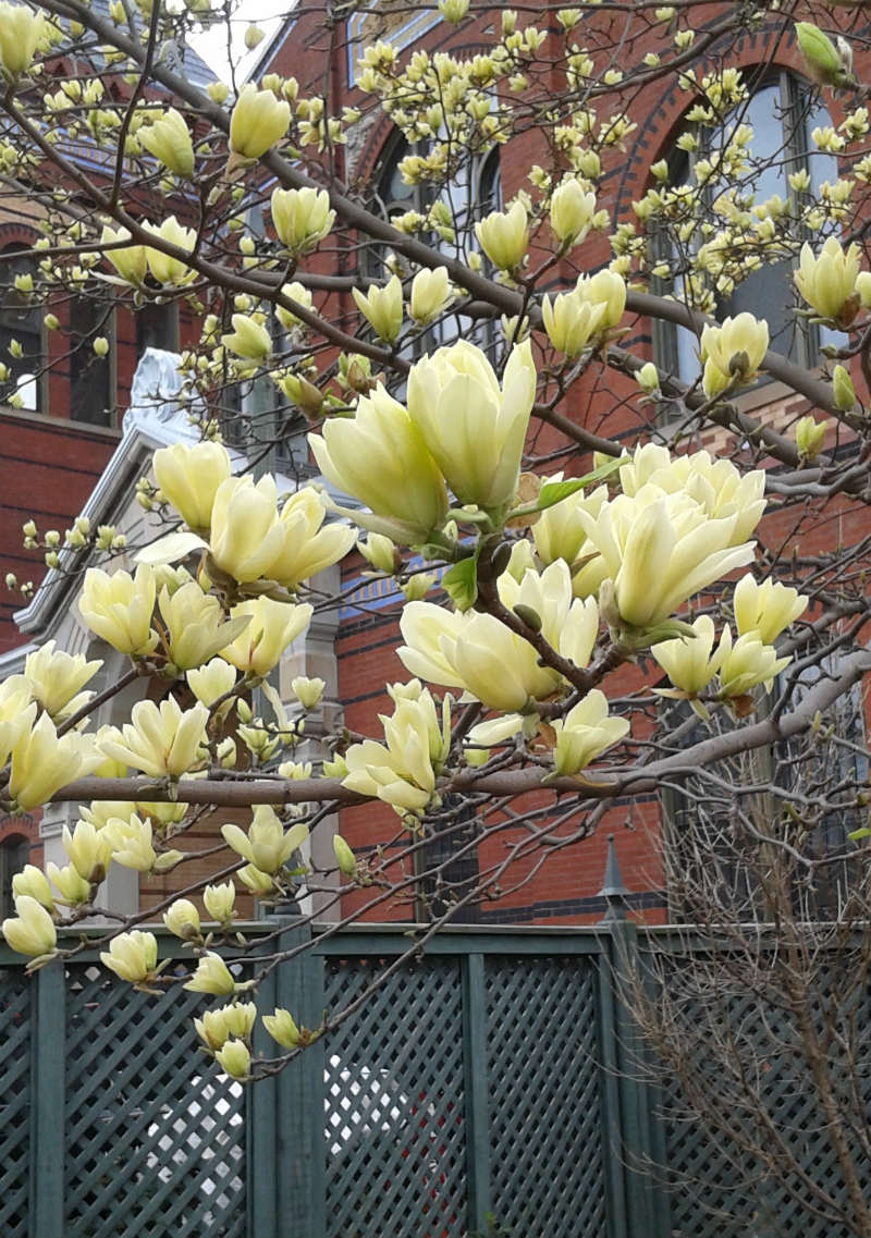 Magnolia étoilé Butterfly