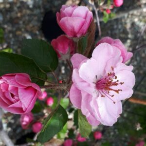 Pommetier Brandywine