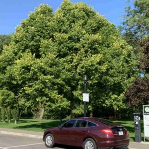 Micocoulier de Virginie