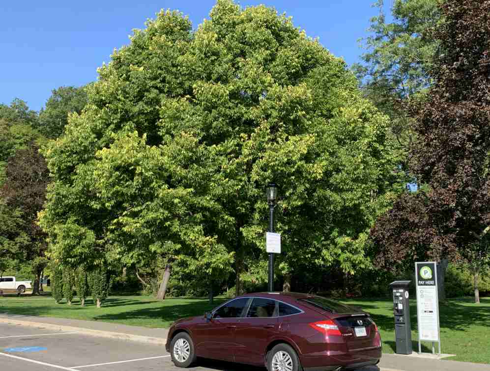 Micocoulier de Virginie