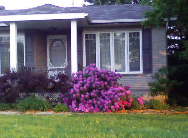 Rhododendron P.J.M. – Image 2