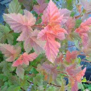 Physocarpe Amber Jubilee