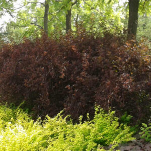 Physocarpe Coppertina