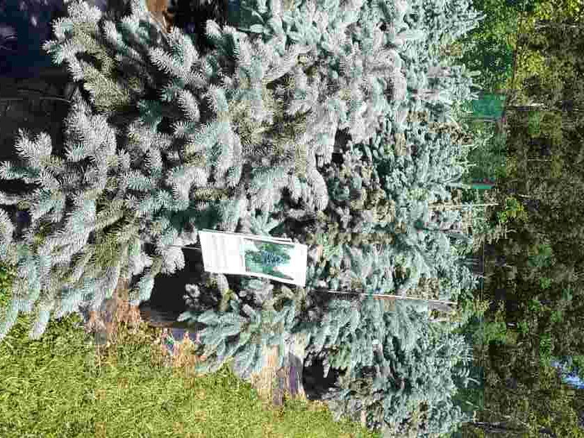 Épinette Blue Diamond