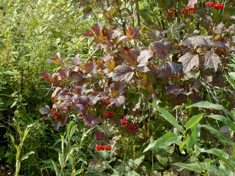Pimbina – Image 4