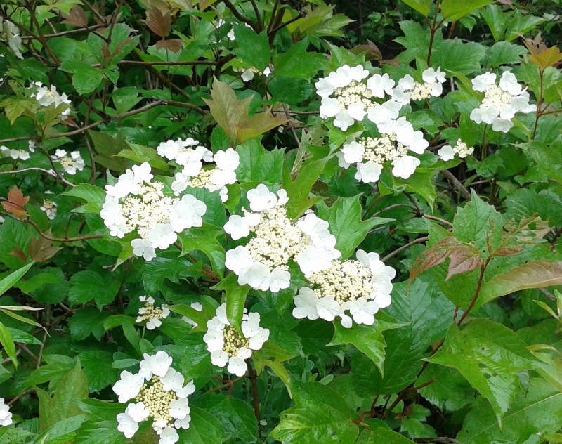 Pimbina – Image 3