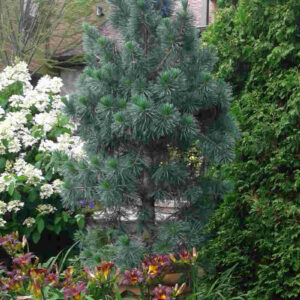 Pin de l'Ouest 'Vanderwolf's Pyramid'