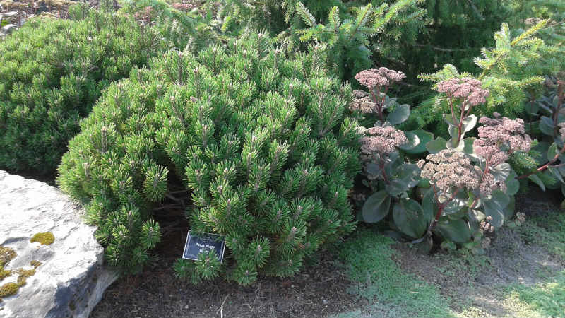 Pin pumilius mugo – Image 2