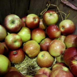 Pommier Freedom