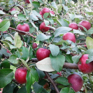 Pommier Liberty