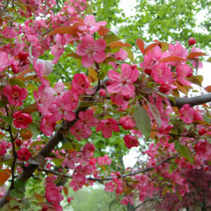Pommetier Prairifire
