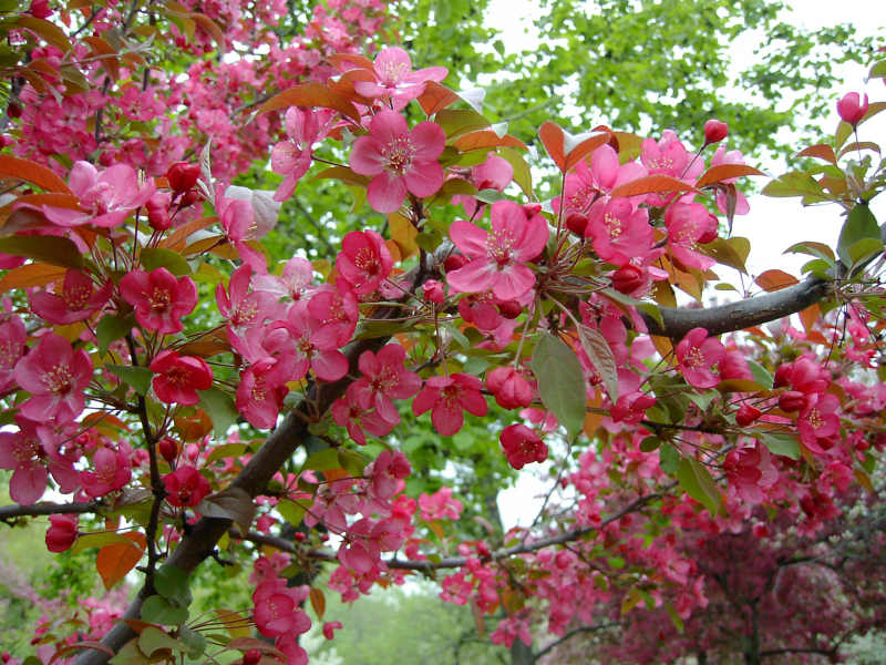Pommetier Prairifire