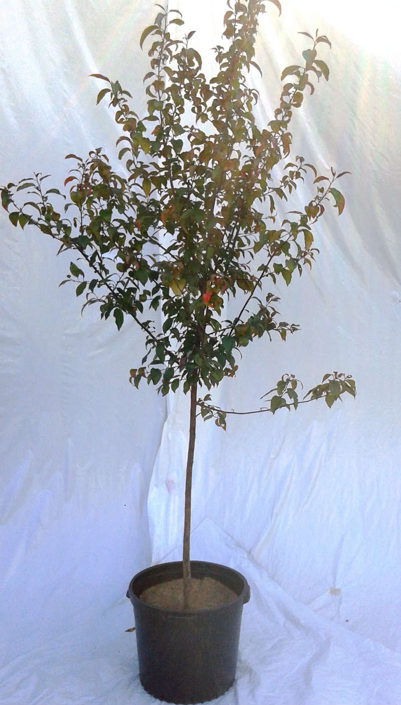 Pommetier Prairifire – Image 2
