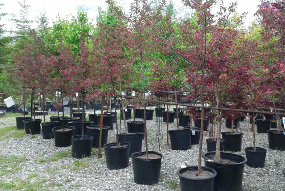 Pommetier Prairifire – Image 3