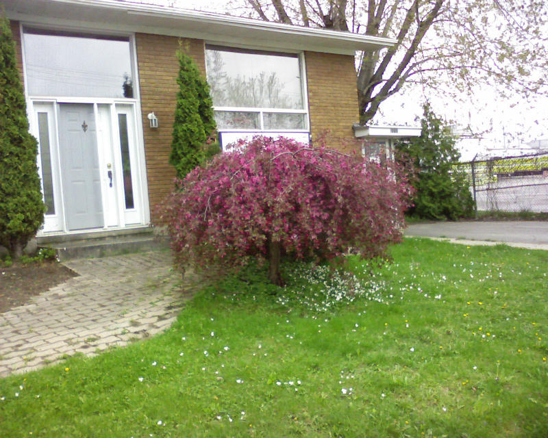 Pommetier Royal Beauty – Image 3