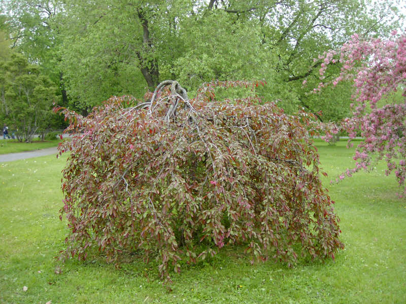 Pommetier Royal Beauty – Image 2