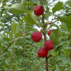 Pommier Dolgo
