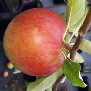 Pommier 'Fireside'